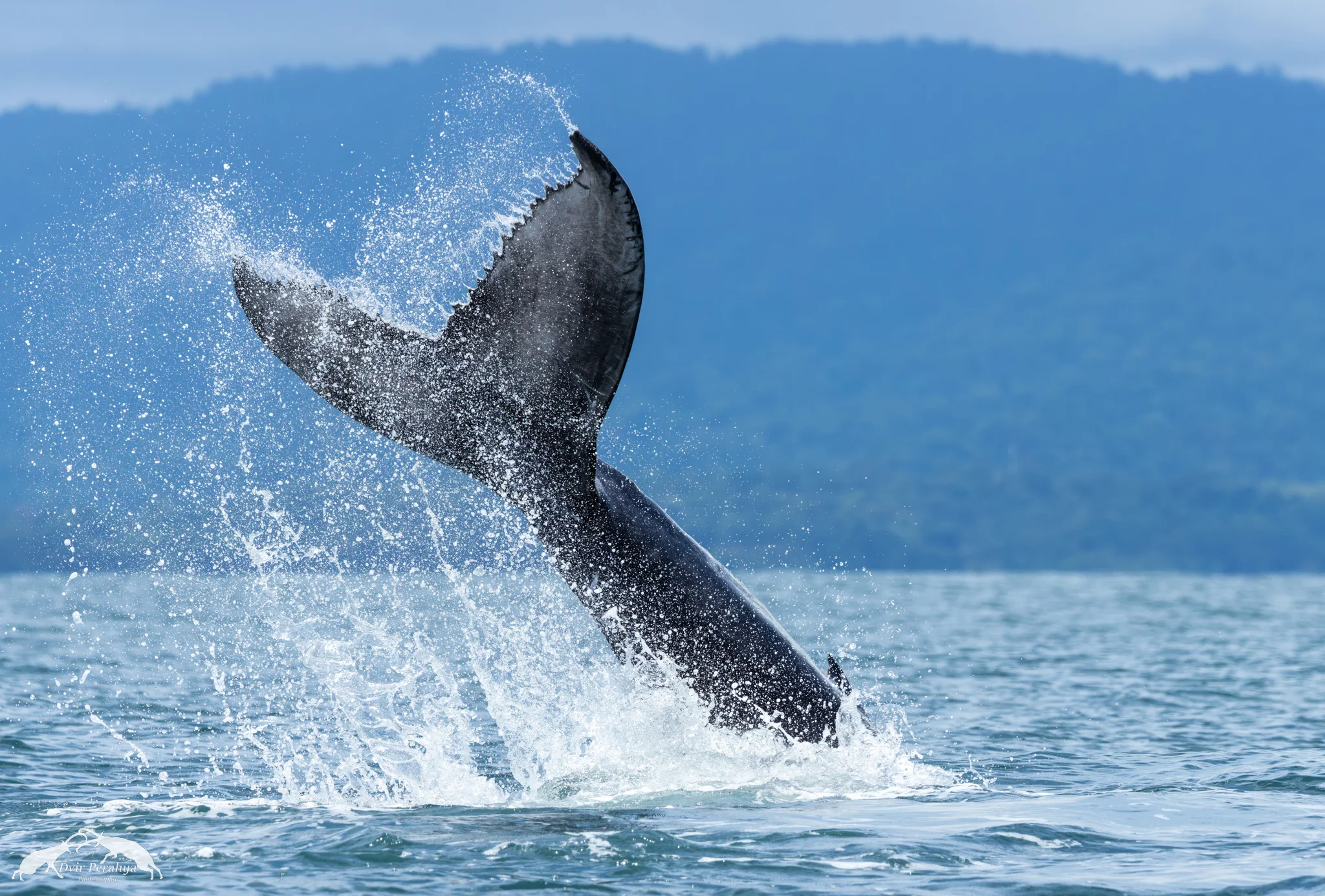 Humpback, Uvita